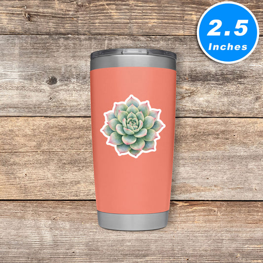 Succulent Stickers Vinyl Stickers