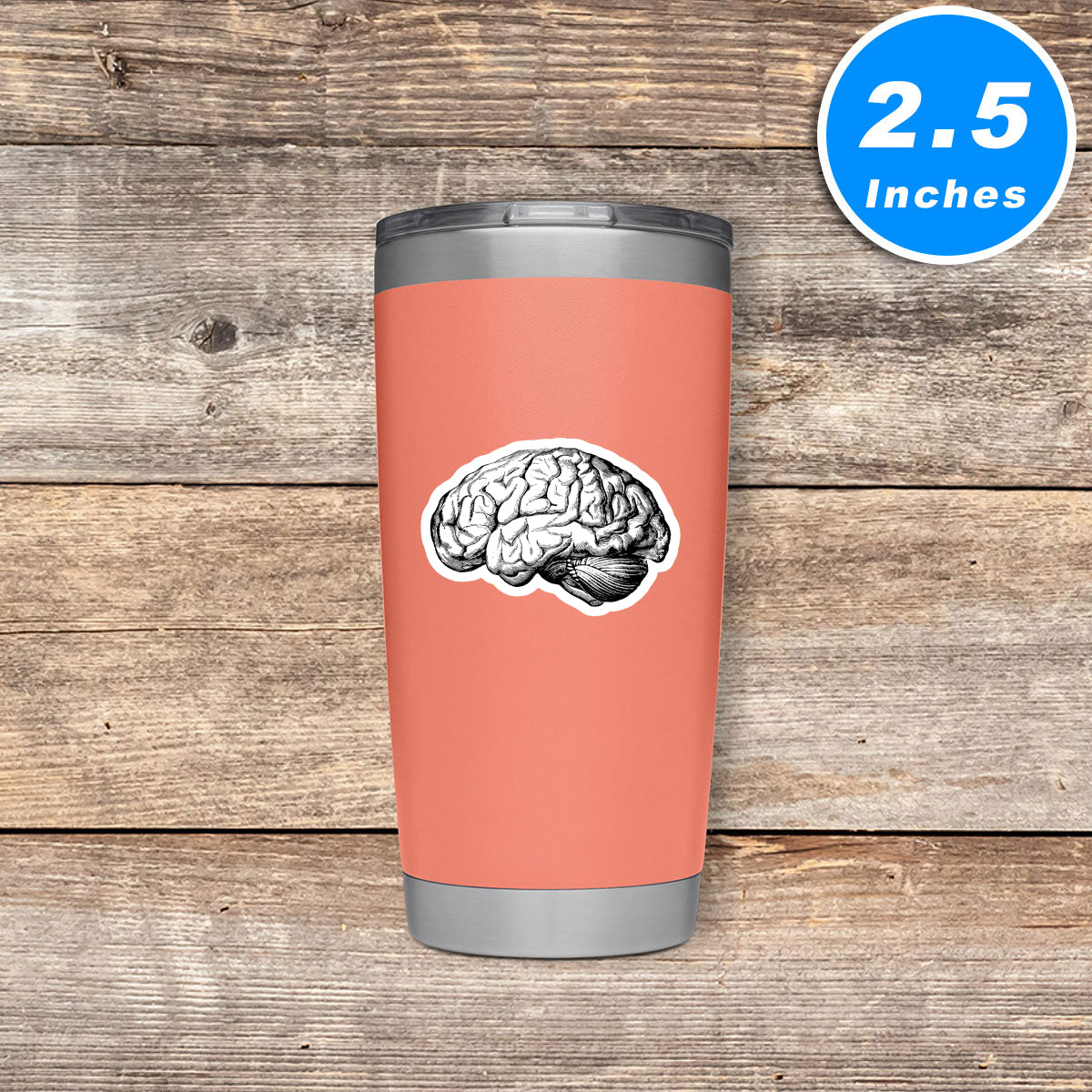 Brain Anatomy Medical Students Vinyl Stickers
