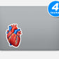 Anatomy Vinyl Stickers