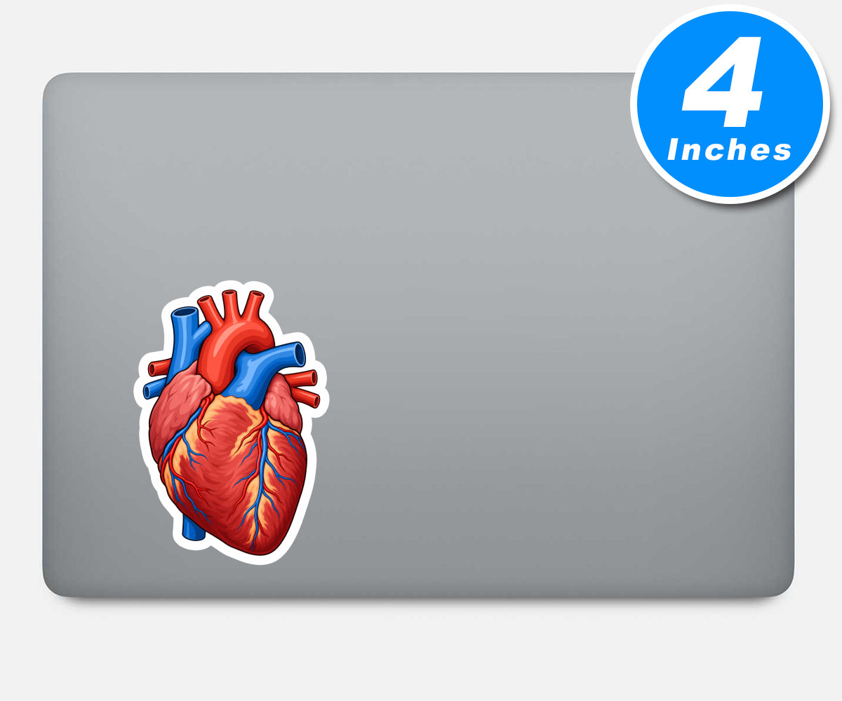 Anatomy Vinyl Stickers