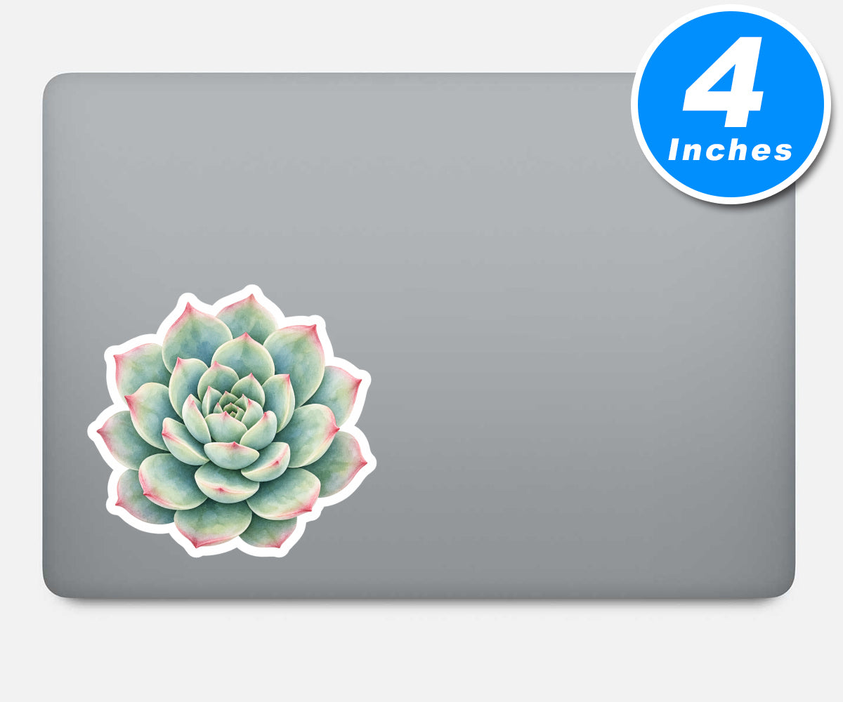 Succulent Stickers Vinyl Stickers
