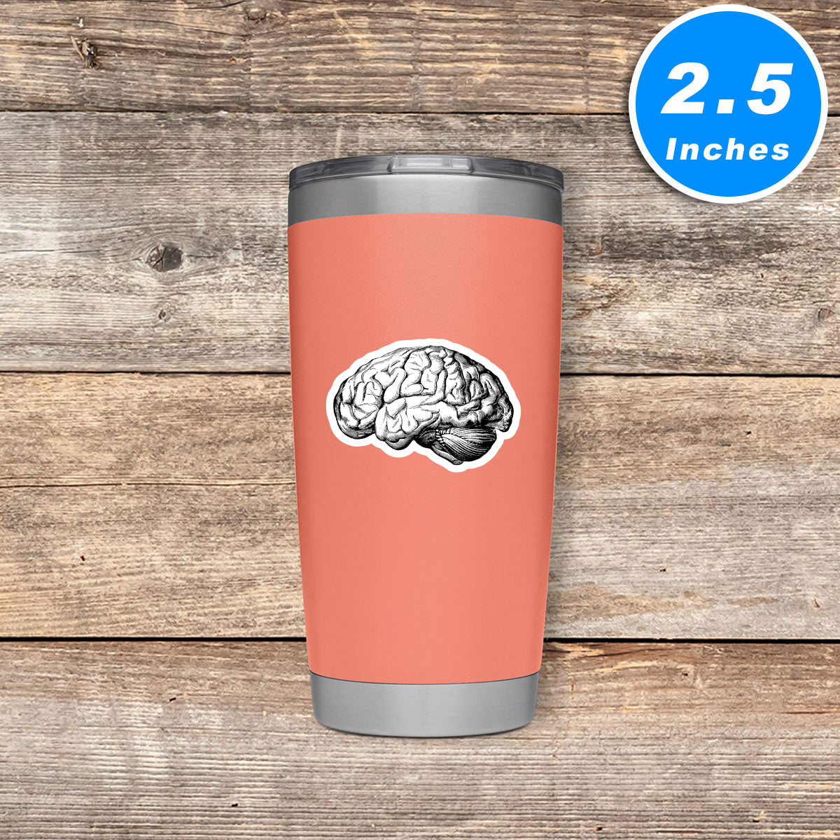 Brain Anatomy Medical Students Vinyl Stickers