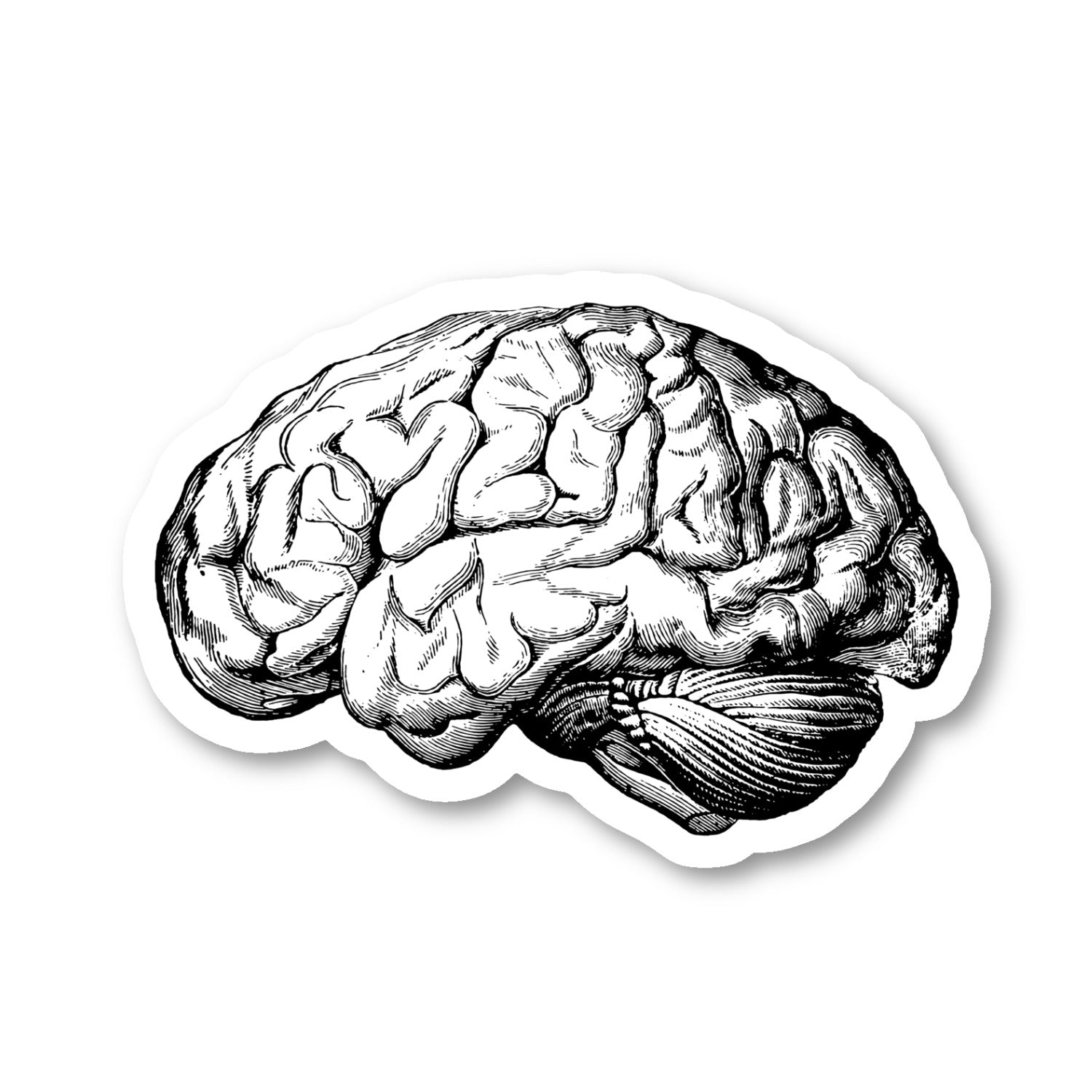 Brain Anatomy Medical Students Vinyl Sticker