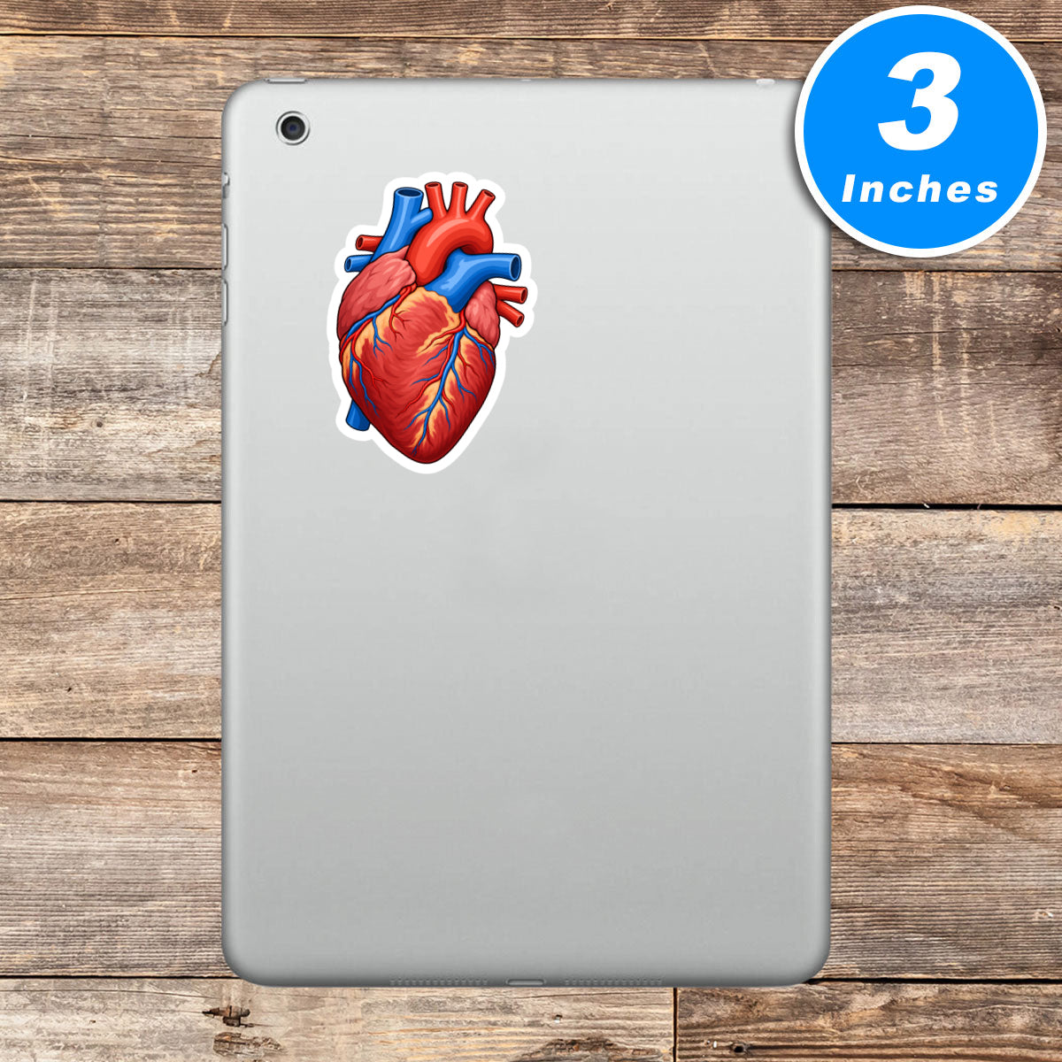 Anatomy Vinyl Stickers