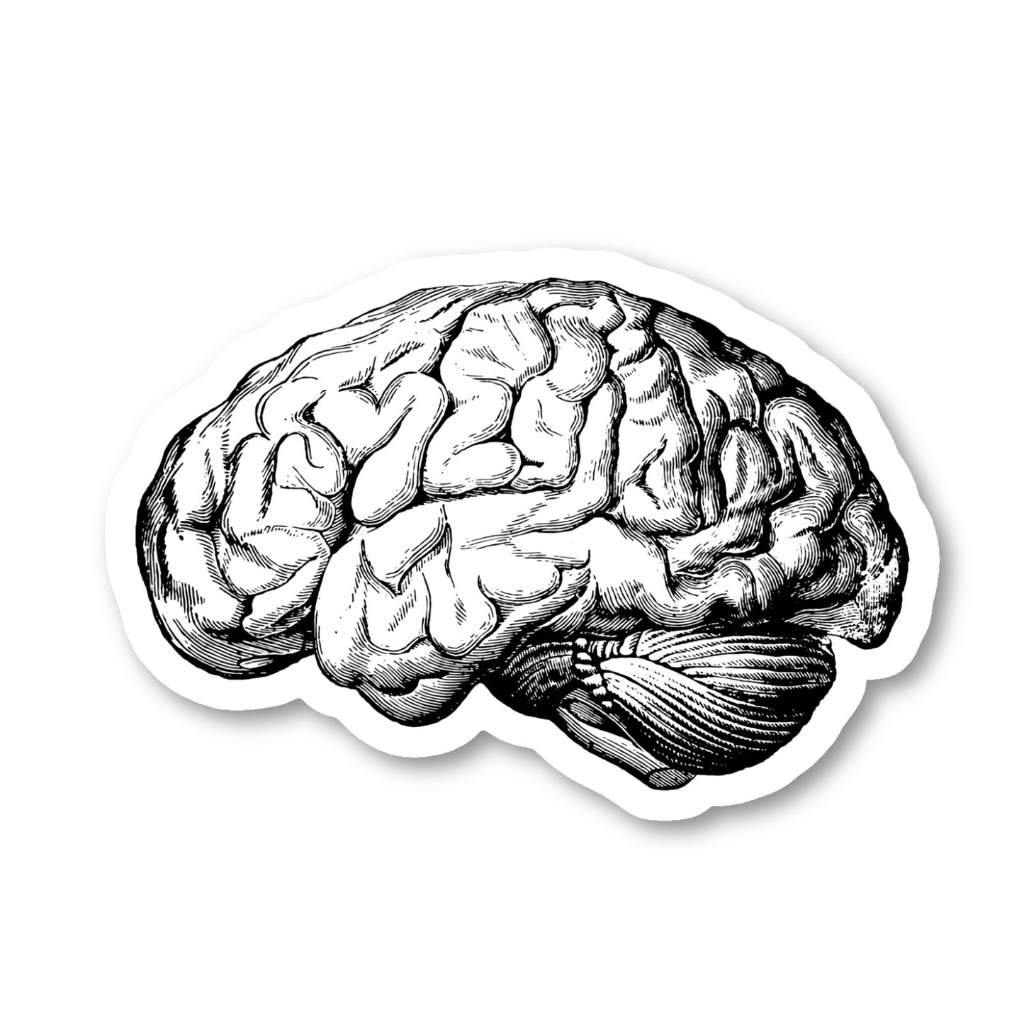 Brain Anatomy Medical Students Vinyl Sticker