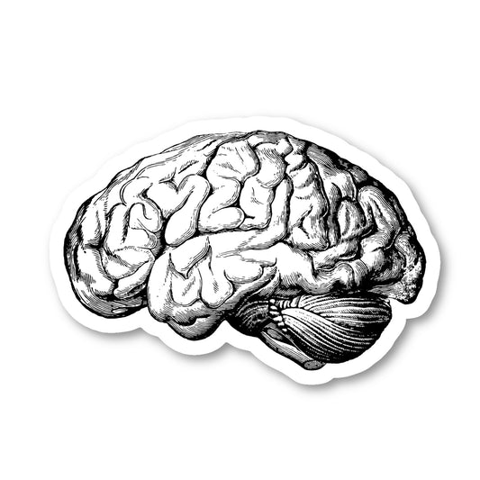 Brain Anatomy Medical Students Vinyl Sticker