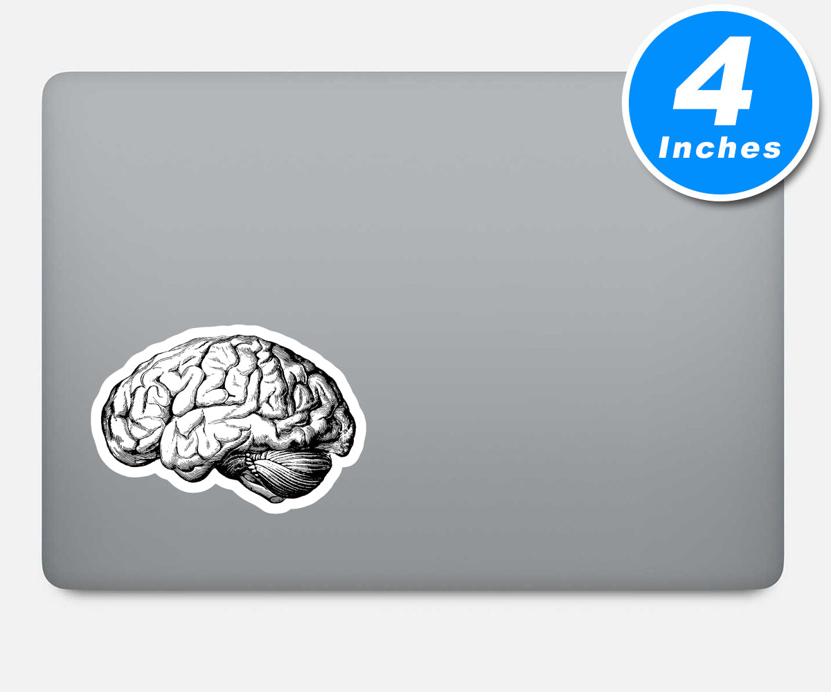Brain Anatomy Medical Students Vinyl Stickers