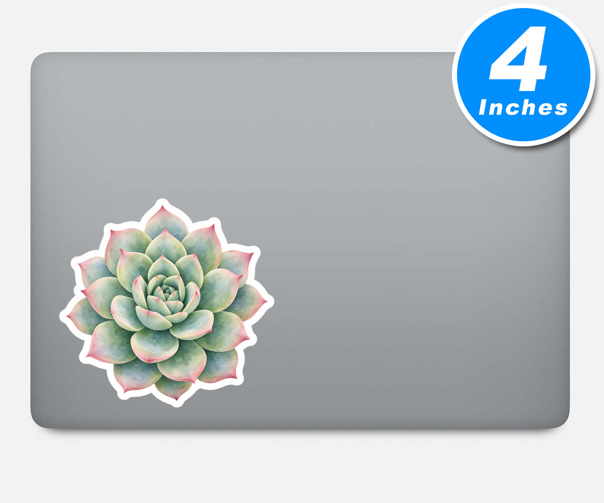 Succulent Stickers Vinyl Stickers